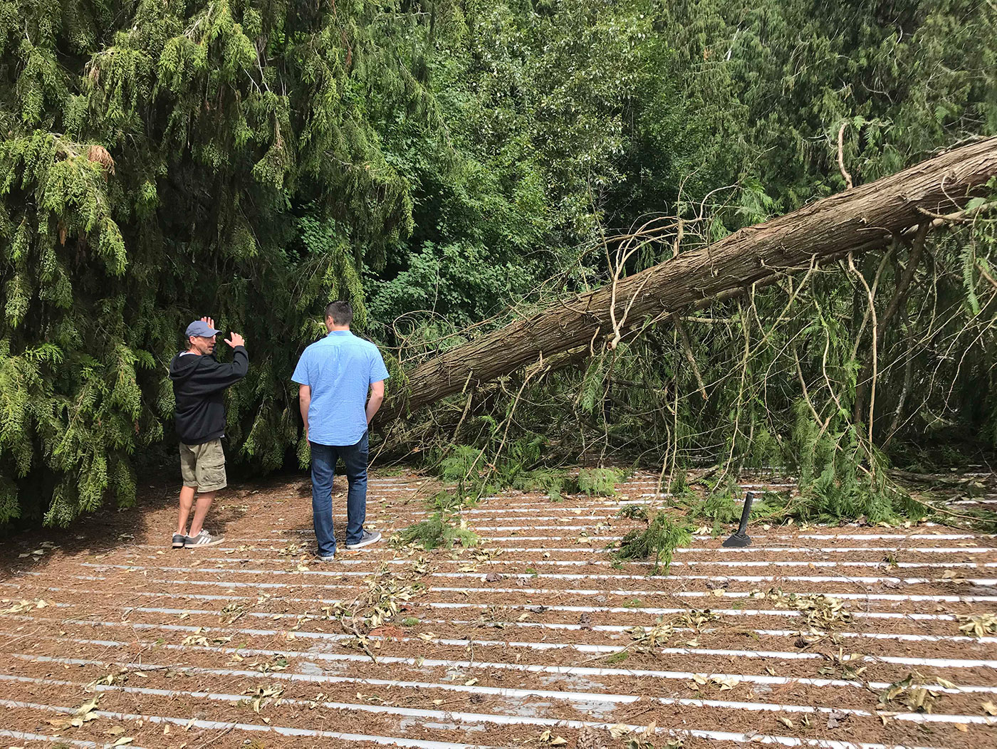 Summer Wind Storms