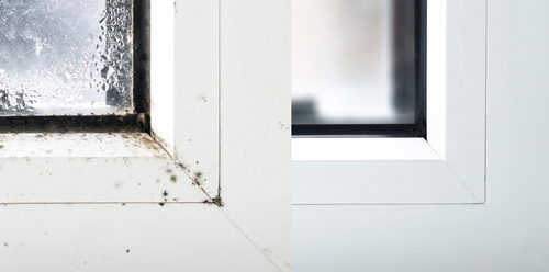 Understanding Winter Mold and Its Health Implications
